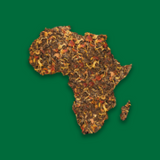 Caramel Apple Green Tea | Winter in Africa
